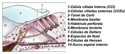 El oido interno