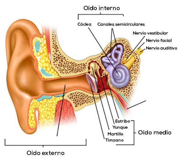 Systema auditivo